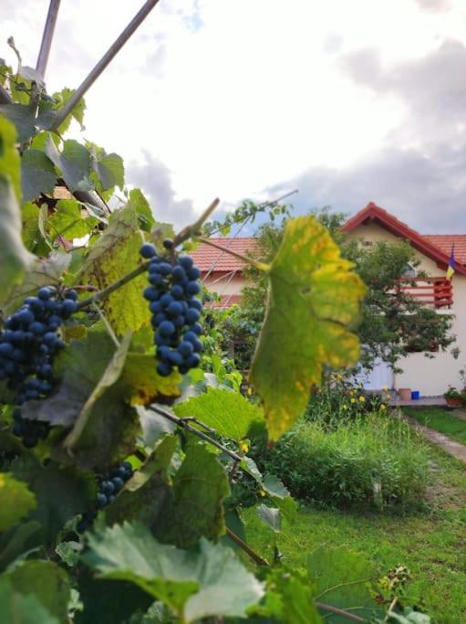 Casa Piatra Craivii, Aproape De Alba Iulia Vila Exterior foto